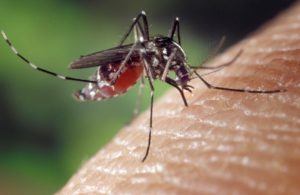 Mosquito Block - como tomar - funciona - ingredientes